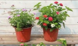 乳山贸易城爆料视频最新,揭秘市场动态与商机无限